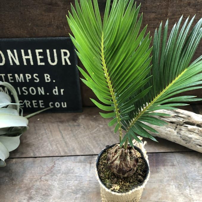 ⭐️無農薬⭐️南国の雰囲気 ソテツ Amazon｜ソテツ 南国の風 エキゾチック 蘇鉄 育てやすい 観葉